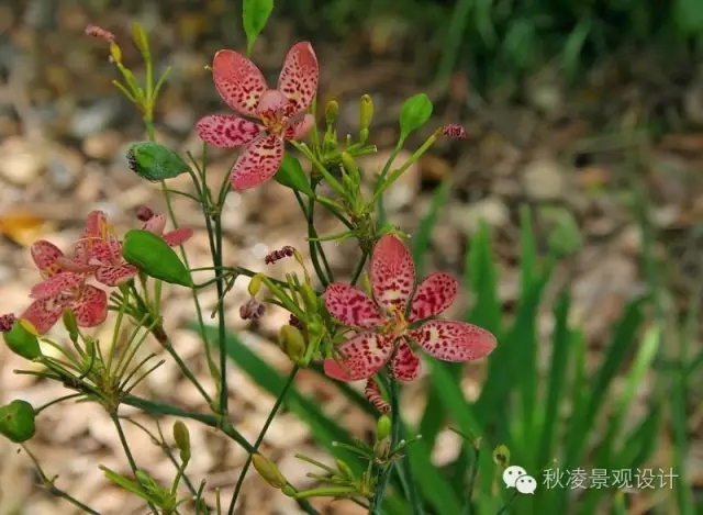 50種常見宿根花卉