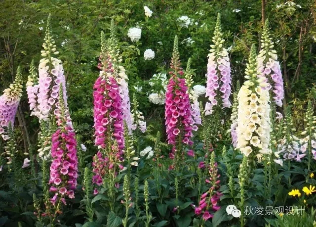 50種常見宿根花卉