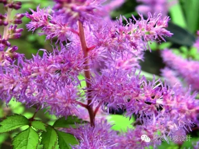 50種常見宿根花卉