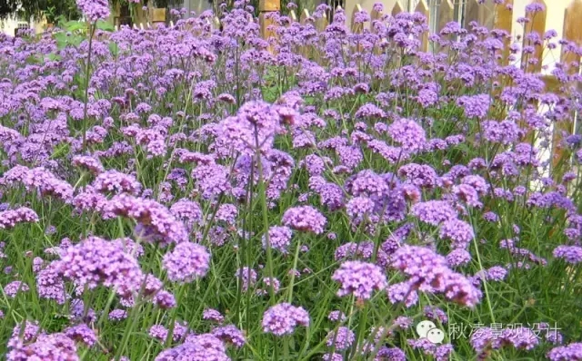 50種常見宿根花卉