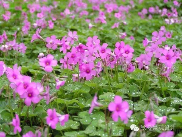 50種常見宿根花卉