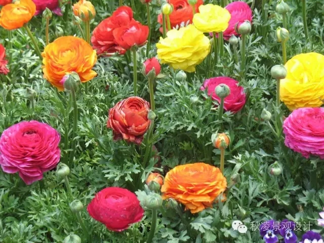 50種常見宿根花卉