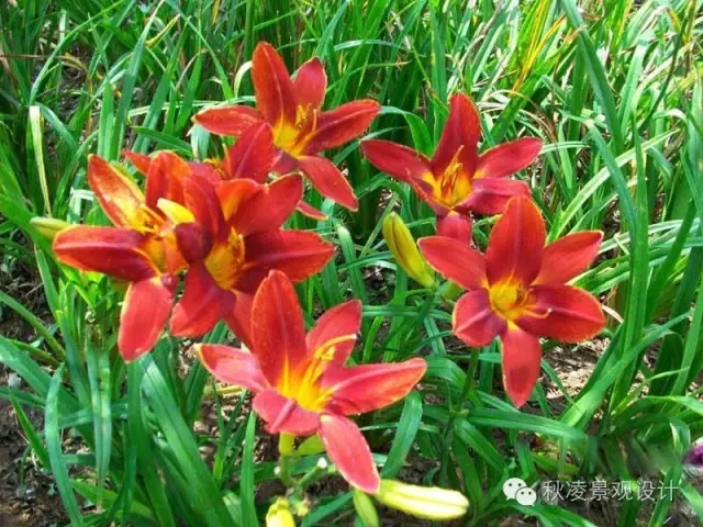 50種常見宿根花卉