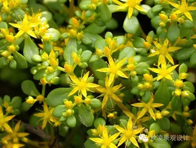 50種常見宿根花卉