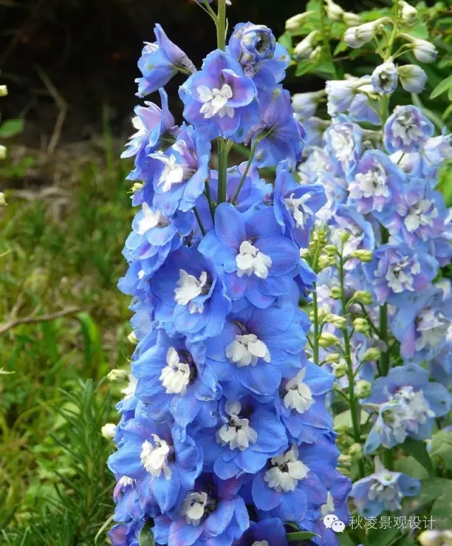 50種常見宿根花卉