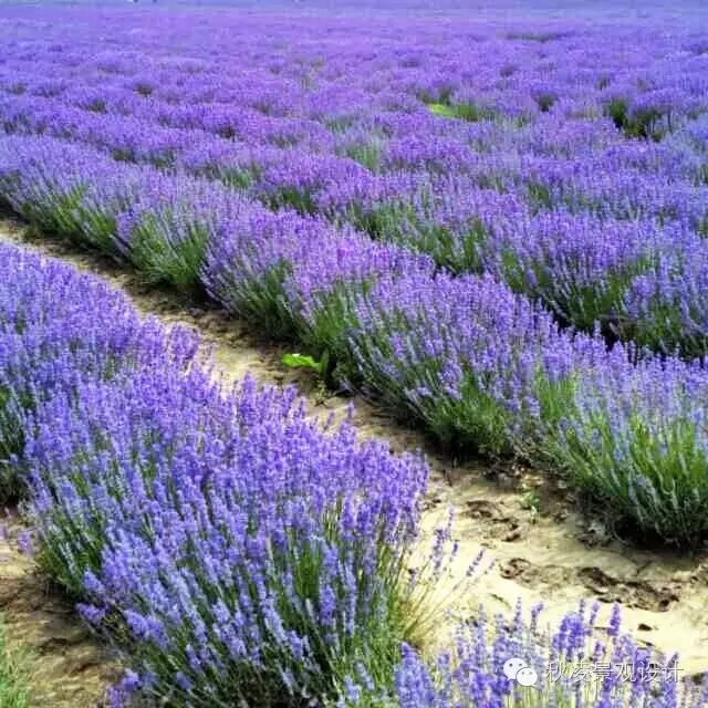 50種常見宿根花卉