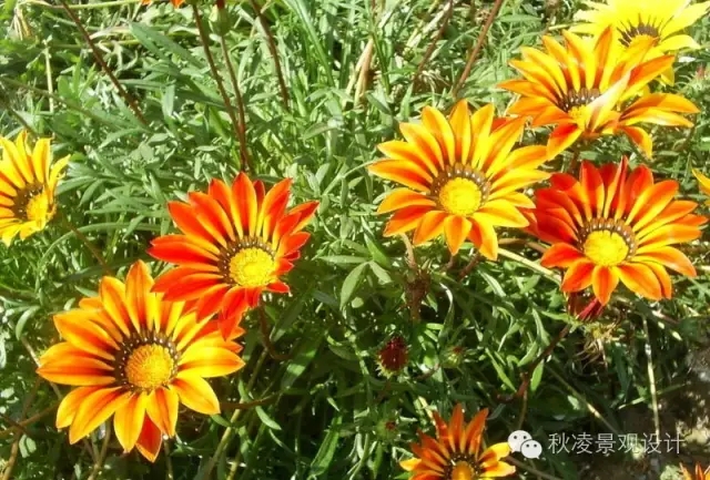 50種常見宿根花卉