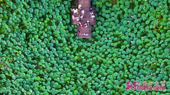 微山湖濕地被評為中國慢生活休閑體驗區