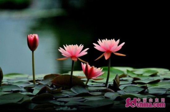 微山湖濕地被評為中國慢生活休閑體驗區