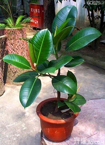 十八種最適宜室內盆景 營造舒適家居