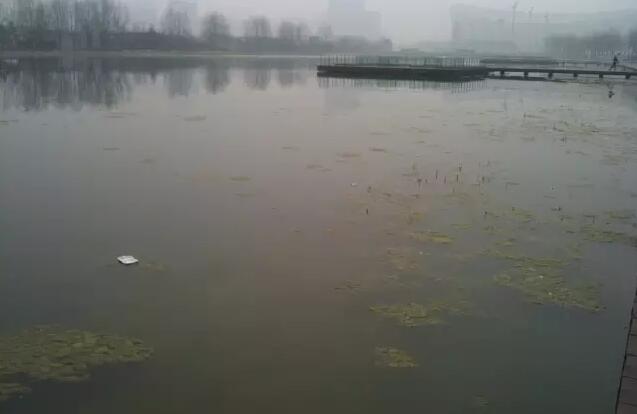 愛爾斯:奧林匹克公園龍形水系生態工程