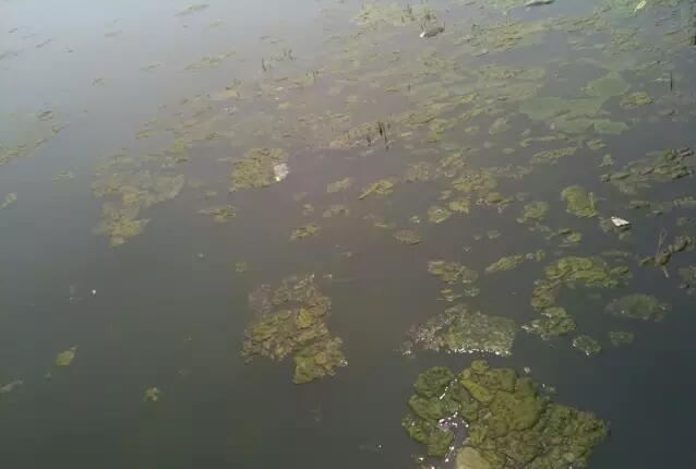 愛爾斯：奧林匹克公園龍形水系生態工程