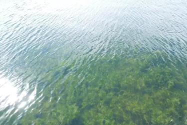 愛爾斯:奧林匹克公園龍形水系生態工程