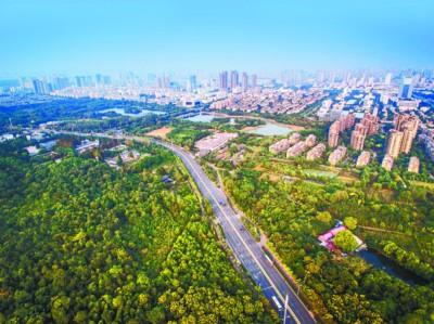 安徽:創建森林城市 構建綠意城鎮