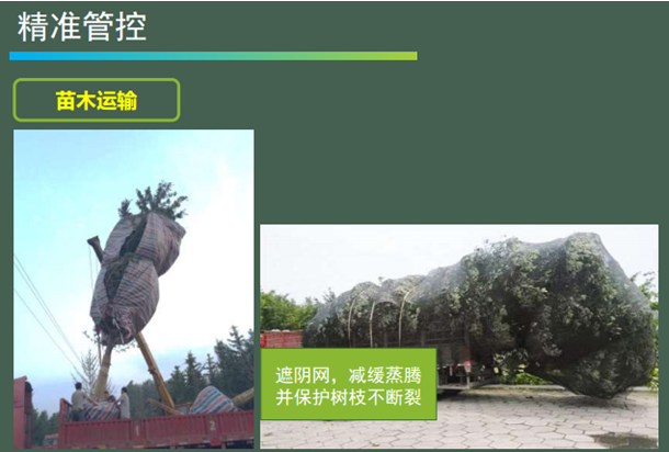 景觀工程施工管理經驗分享