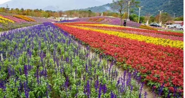 生態景觀案例——臺東花海