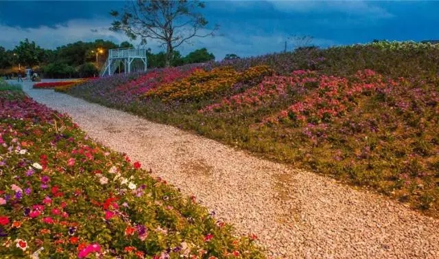 生態景觀案例——臺東花海