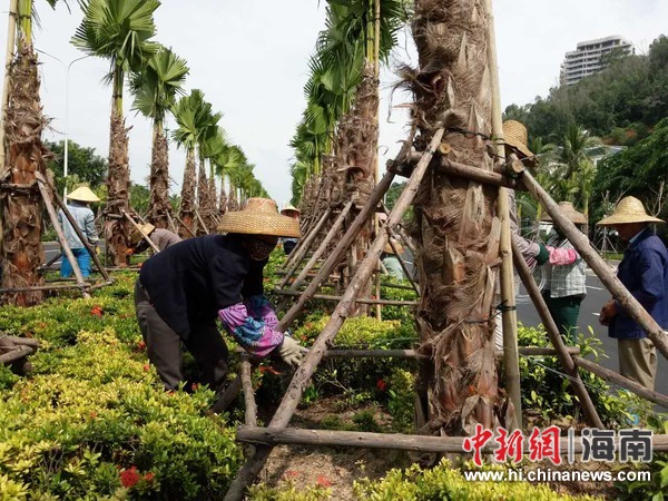 三亞園林工作人員加固樹木防臺風