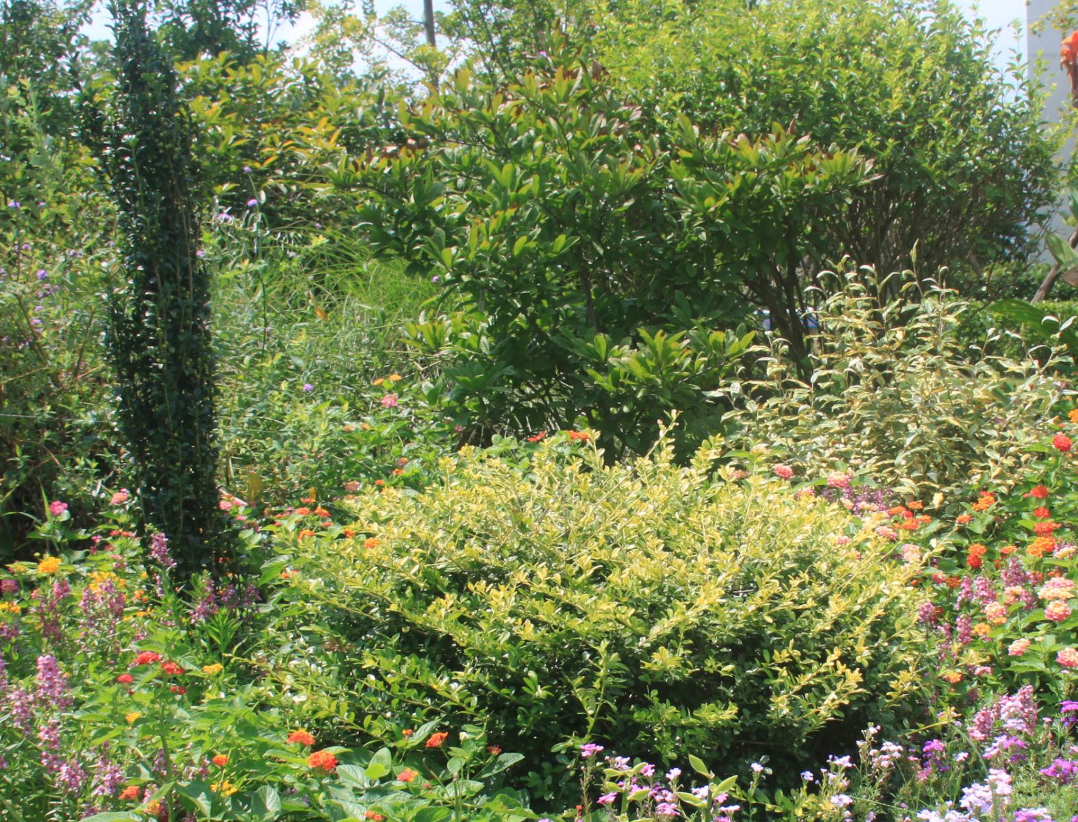 杭州園林作品展示：杭州火車東站西廣場花境