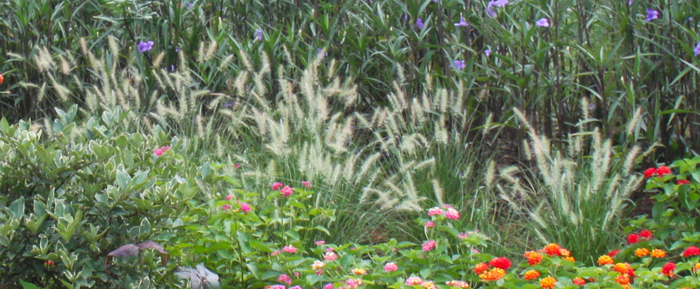 杭州園林作品展示：杭州火車東站西廣場花境