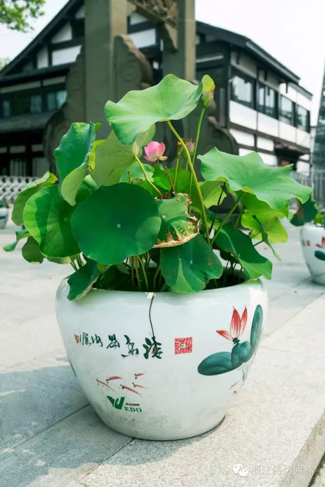 偉達(dá)園林獲G20杭州峰會(huì)服務(wù)保障突出貢獻(xiàn)獎(jiǎng)