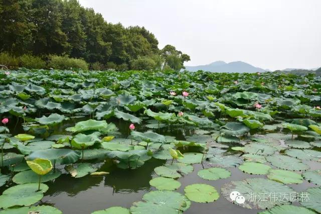偉達園林獲G20杭州峰會服務保障突出貢獻獎