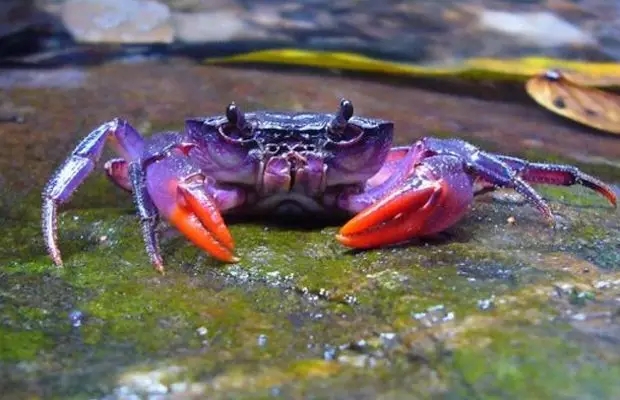 河道設計中綜合治理與恢復策略詳解