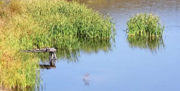 河道景觀中六大生態(tài)修復(fù)技術(shù),你知道嗎?