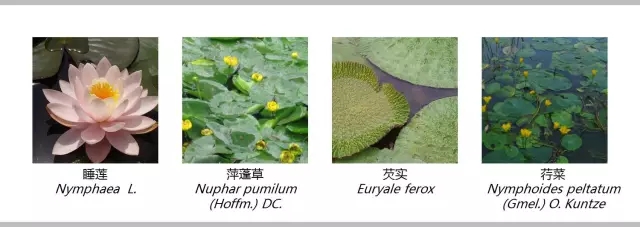 河道景觀植物搭配你知道嗎？