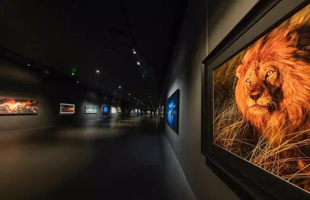 金螳螂：羅紅攝影藝術館室內裝飾工程