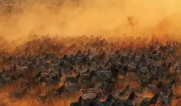 金螳螂：羅紅攝影藝術館室內裝飾工程