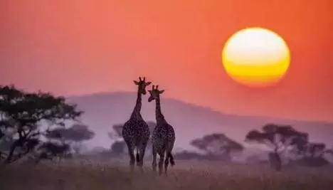 金螳螂：羅紅攝影藝術館室內裝飾工程