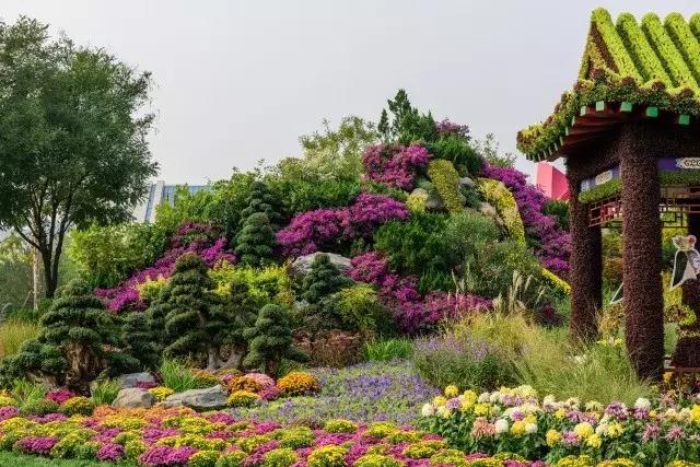 北京花木公司：圓滿完成唐山世園會國際精品菊花展工作