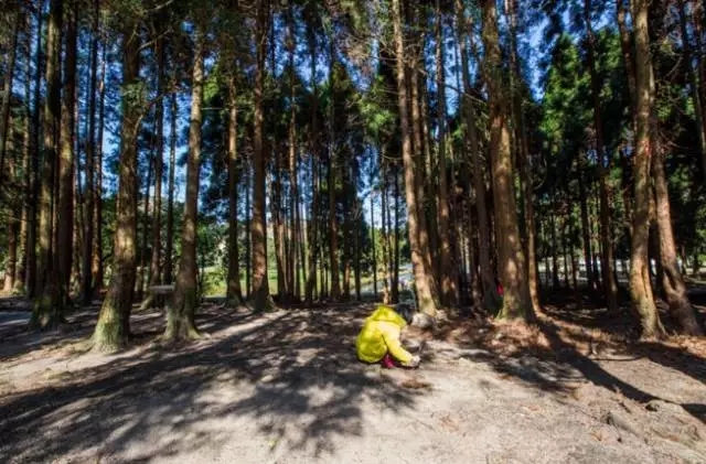 如何讓植物成為兒童活動(dòng)場(chǎng)地的主角？