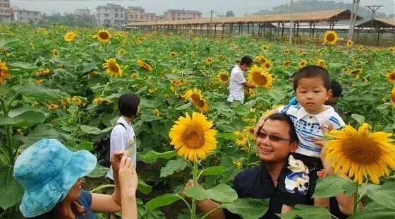 如何讓植物成為兒童活動(dòng)場(chǎng)地的主角？