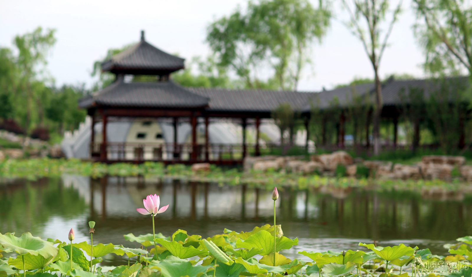 2016園冶杯專業獎參賽項目：天津武清津北森林公園