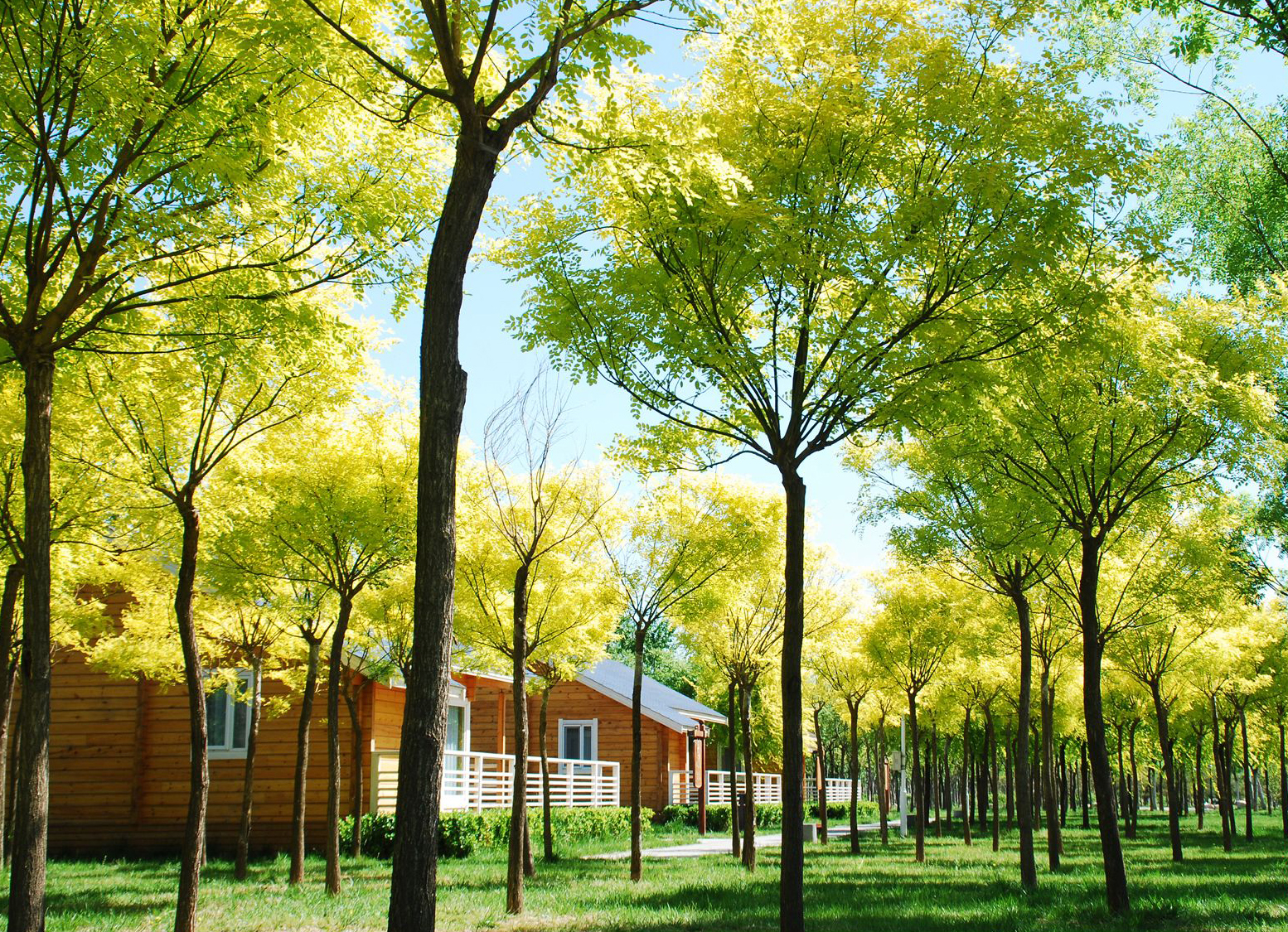 2016園冶杯專業獎參賽項目：天津武清津北森林公園