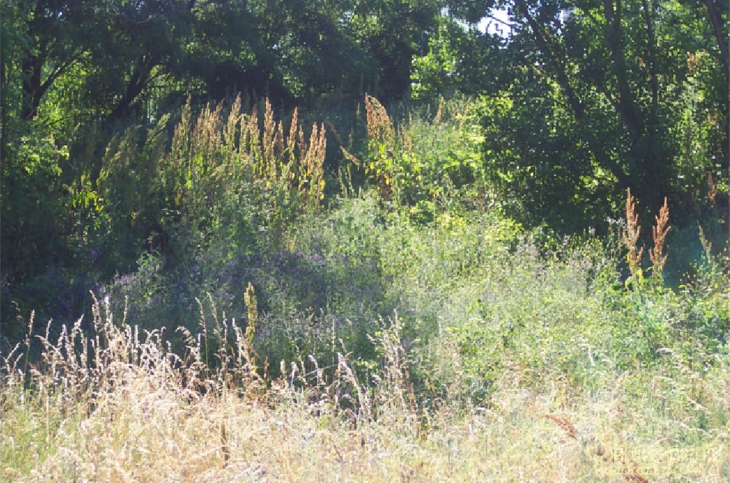 米歇爾·貝納作品:讓·穆蘭公園景觀