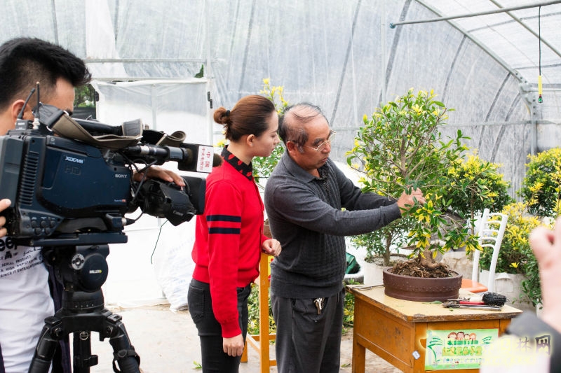 央視《每日農經》欄目走進明申農業 實地報道優良樹種黃金枸骨  