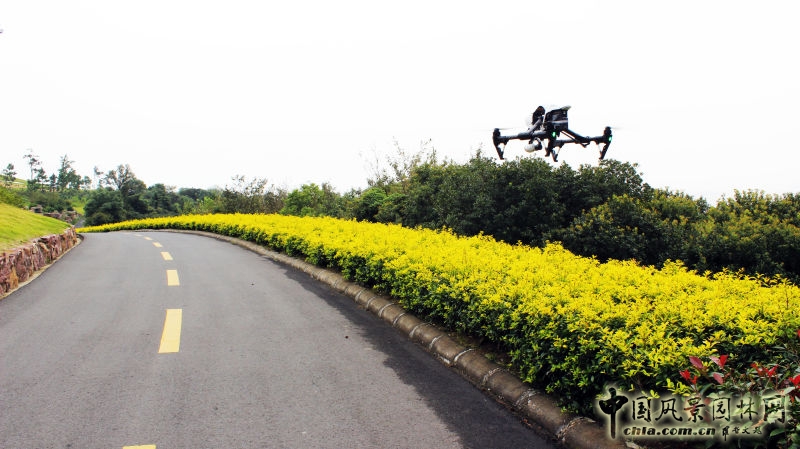 央視《每日農經》欄目走進明申農業 實地報道優良樹種黃金枸骨  