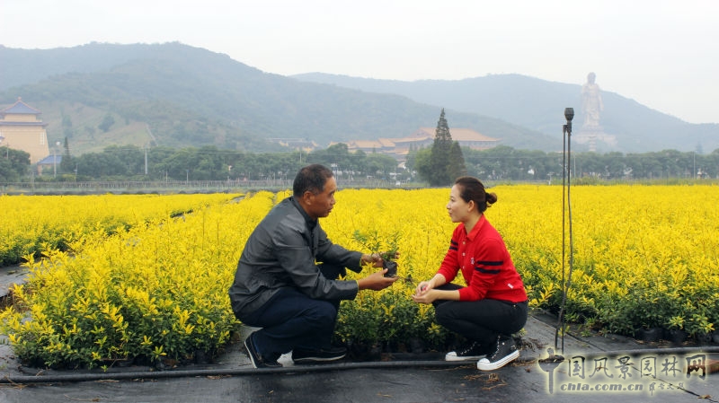央視《每日農經》欄目走進明申農業 實地報道優良樹種黃金枸骨