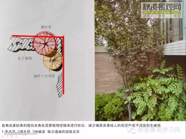 不得不看的植物營造實物圖解析