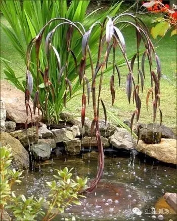 最全小水景小品組圖不容錯過！