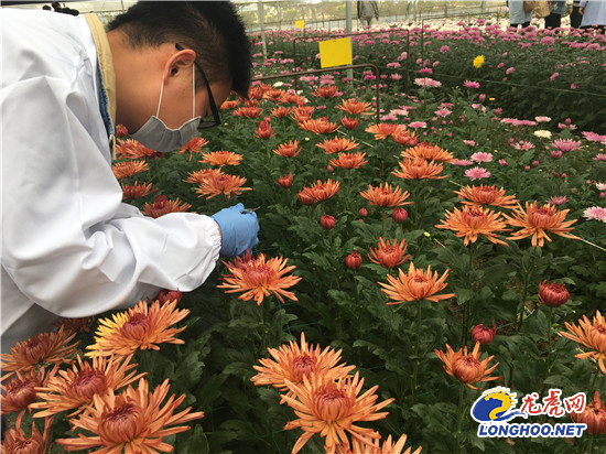 南農(nóng)大湖熟花卉基地萬朵菊花爭(zhēng)奇斗艷