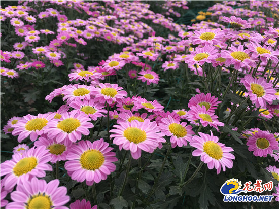 南農(nóng)大湖熟花卉基地萬朵菊花爭(zhēng)奇斗艷