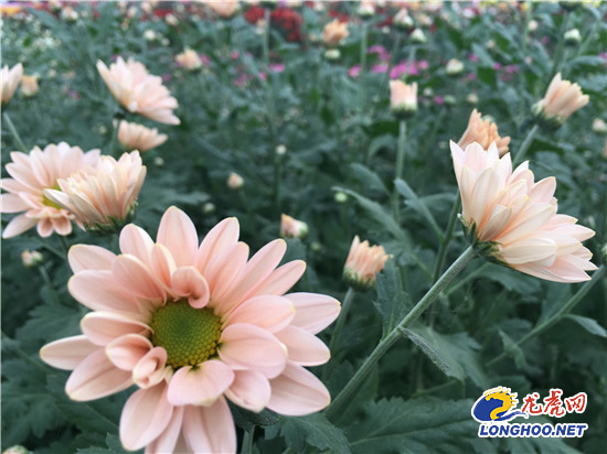 南農(nóng)大湖熟花卉基地萬朵菊花爭(zhēng)奇斗艷