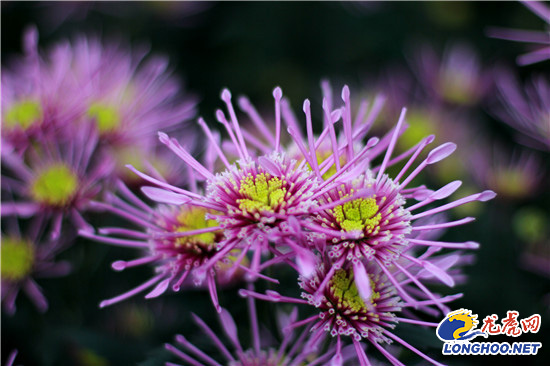 南農大湖熟花卉基地萬朵菊花爭奇斗艷