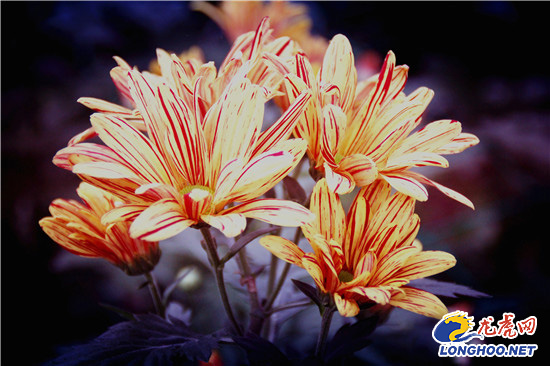 南農大湖熟花卉基地萬朵菊花爭奇斗艷