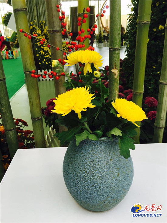 南農大湖熟花卉基地萬朵菊花爭奇斗艷