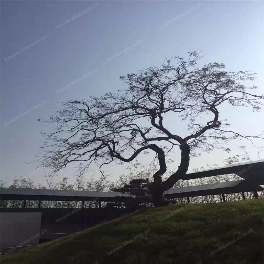 在三大設計院眼中的園林里邂逅音樂會